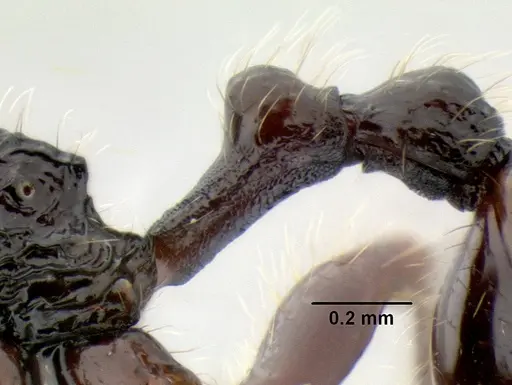 Stenamma zelum - CASENT0622535