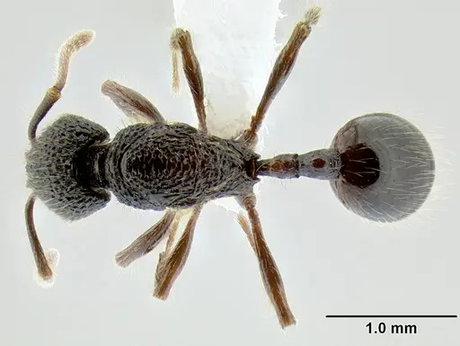 Stenamma zelum - CASENT0622537