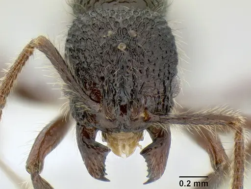 Stenamma zelum - CASENT0622537