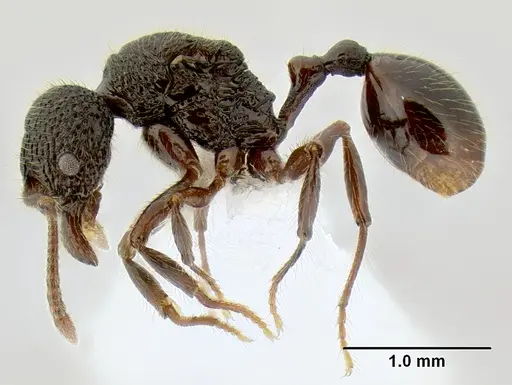 Stenamma zelum - CASENT0622537