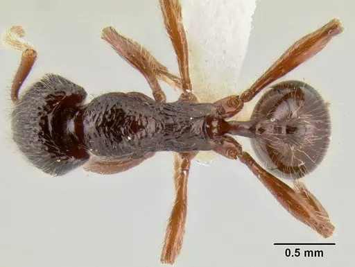 Stenamma zelum - INBIOCRI001280618