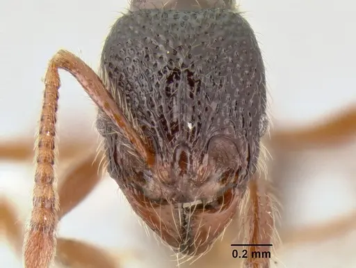 Stenamma zelum - INBIOCRI001280618