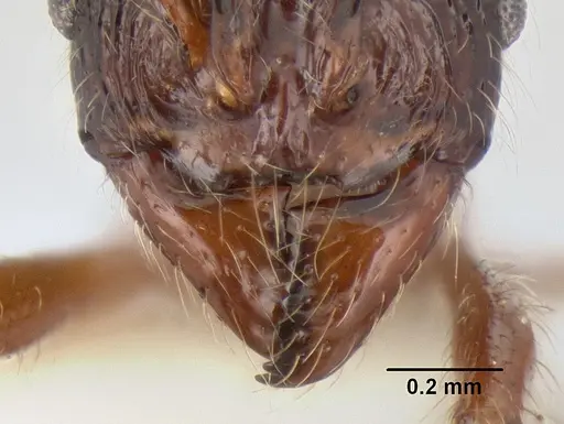 Stenamma zelum - INBIOCRI001280618