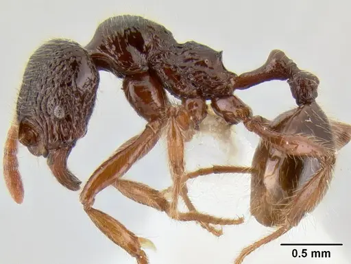 Stenamma zelum - INBIOCRI001280618