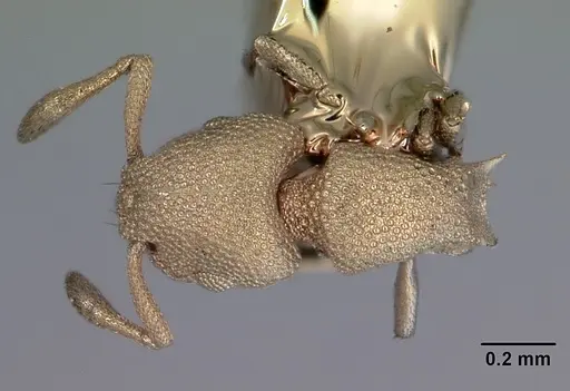 Stereomyrmex anderseni specimen