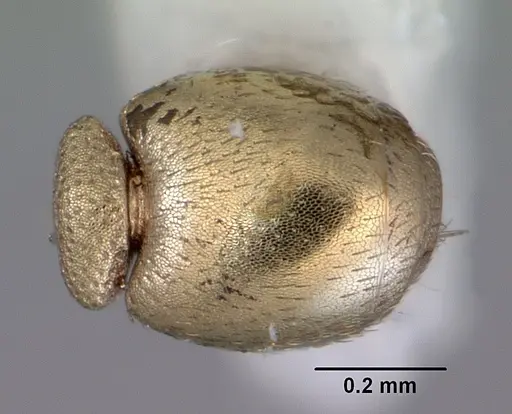 Stereomyrmex anderseni specimen
