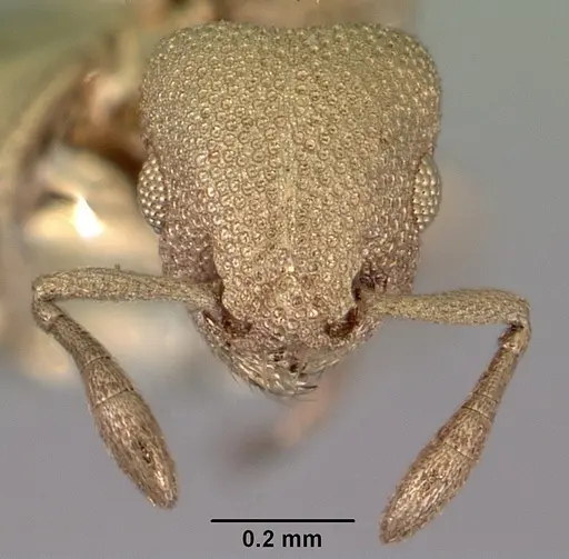 Stereomyrmex anderseni specimen