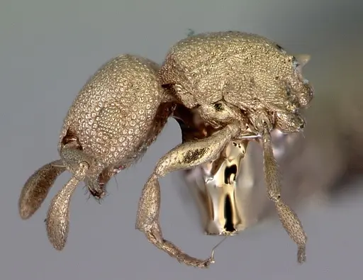 Stereomyrmex anderseni - CASENT0172304