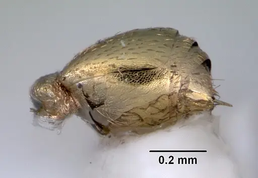 Stereomyrmex anderseni - CASENT0172304