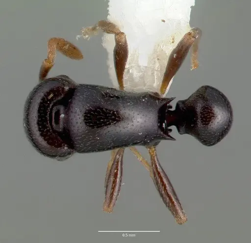 Stereomyrmex dispar specimen