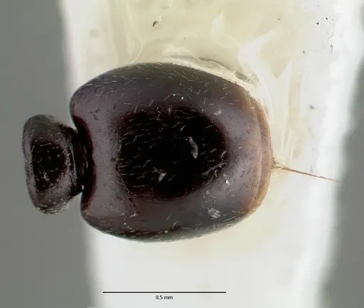 Stereomyrmex dispar specimen