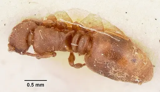 Stereomyrmex horni specimen