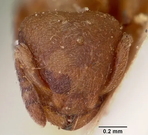 Stereomyrmex horni specimen