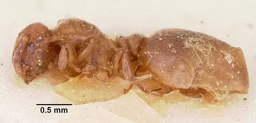 Stereomyrmex horni - CASENT0101263