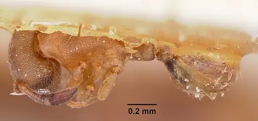 Stereomyrmex horni - CASENT0101264
