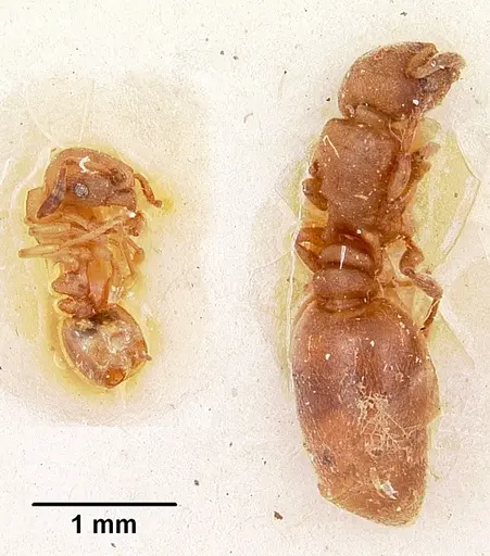 Stereomyrmex horni - CASENT0101264