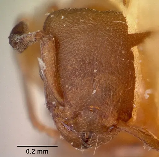 Stereomyrmex horni - CASENT0101264