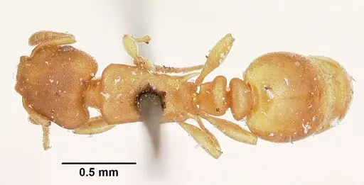 Stereomyrmex horni - CASENT0101796