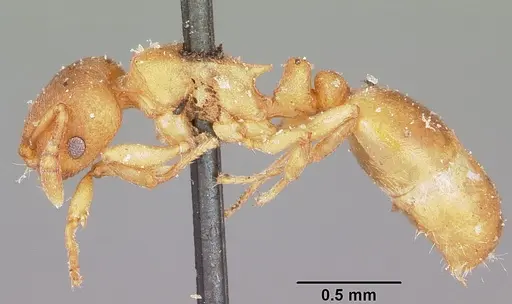 Stereomyrmex horni - CASENT0101796