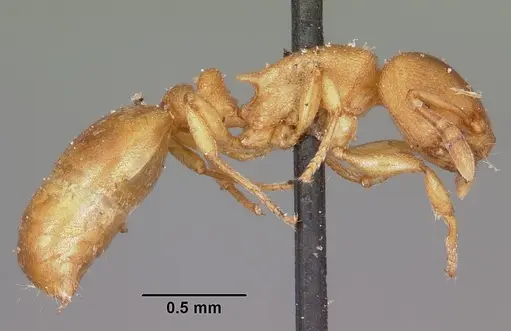 Stereomyrmex horni - CASENT0101796