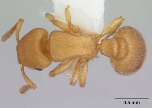 Stereomyrmex horni - CASENT0178593