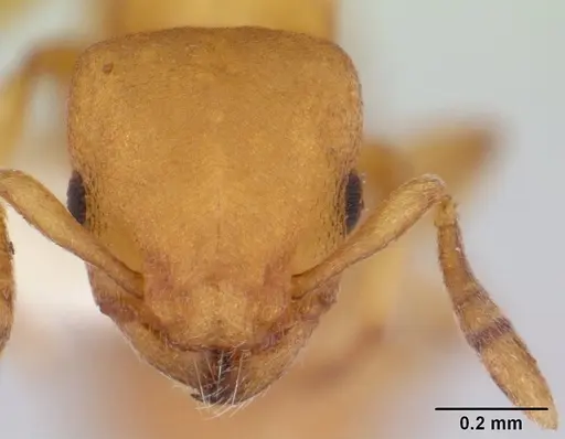 Stereomyrmex horni - CASENT0178593