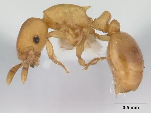 Stereomyrmex horni - CASENT0178593