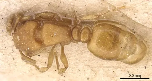 Stereomyrmex horni - CASENT0904458