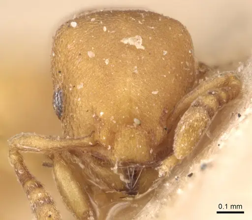 Stereomyrmex horni - CASENT0904458