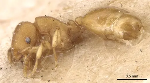 Stereomyrmex horni - CASENT0904458