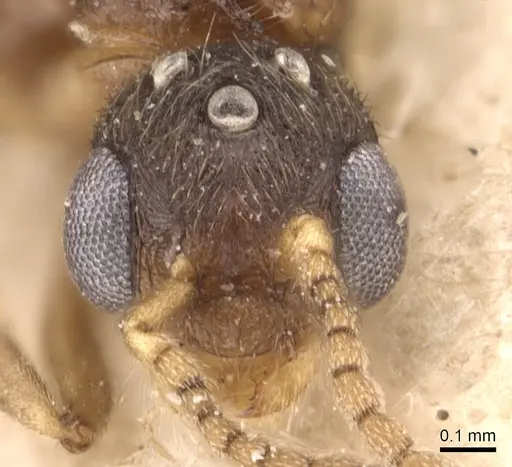 Stereomyrmex horni - CASENT0904459