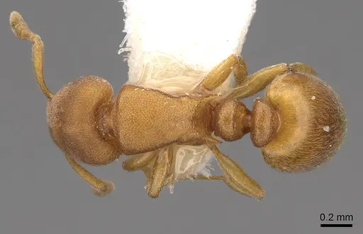 Stereomyrmex horni - CASENT0922896