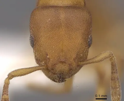 Stereomyrmex horni - CASENT0922896