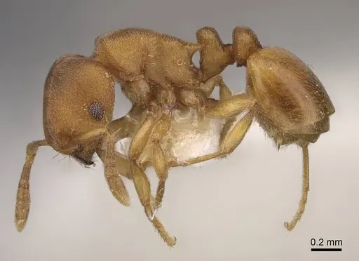 Stereomyrmex horni - CASENT0922896