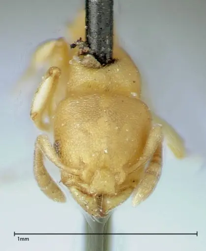 Stereomyrmex horni - FOCOL0290