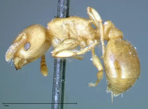 Stereomyrmex horni - FOCOL0290