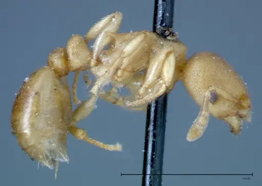 Stereomyrmex horni - FOCOL0290