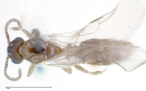 Stereomyrmex horni - FOCOL0291