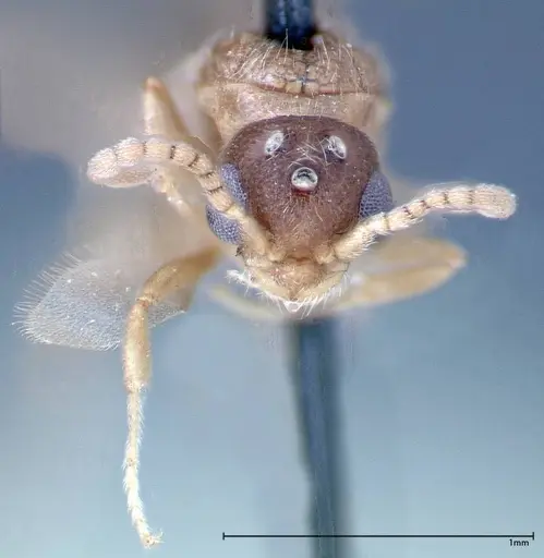 Stereomyrmex horni - FOCOL0291