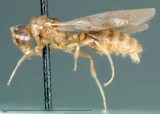 Stereomyrmex horni - FOCOL0291