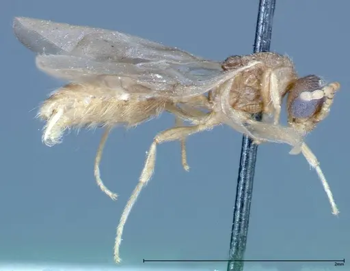 Stereomyrmex horni - FOCOL0291