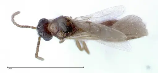 Stereomyrmex horni - FOCOL0292