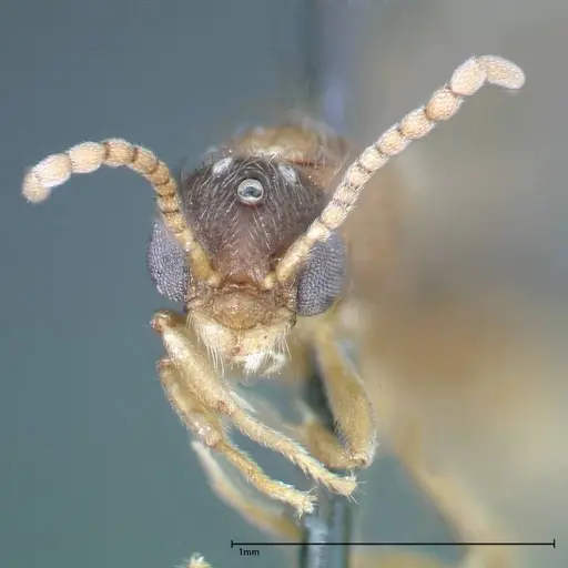 Stereomyrmex horni - FOCOL0292