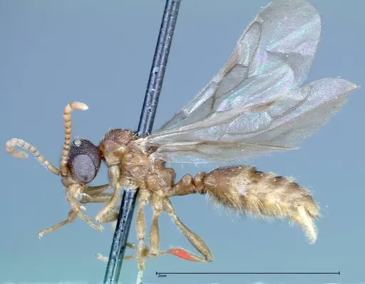 Stereomyrmex horni - FOCOL0292