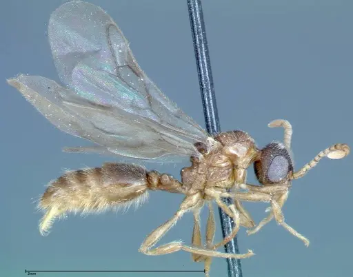 Stereomyrmex horni - FOCOL0292