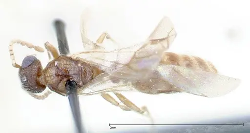 Stereomyrmex horni - FOCOL0293