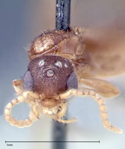 Stereomyrmex horni - FOCOL0293