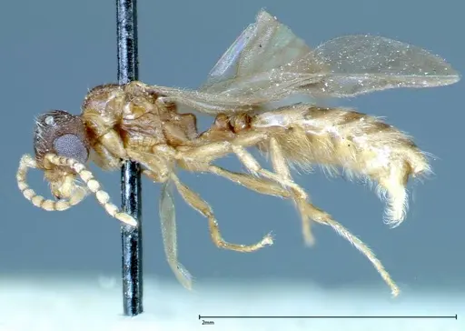 Stereomyrmex horni - FOCOL0293