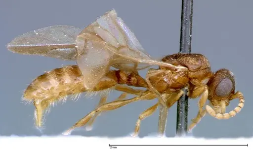 Stereomyrmex horni - FOCOL0293