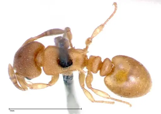 Stereomyrmex horni - FOCOL0294